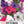 Dwarf Mixed Petunia Seeds For Planting (Petunia nana compacta)