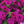 Wild Petunia Seeds For Planting (Petunia violacea)