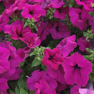 Wild Petunia Seeds For Planting (Petunia violacea)