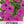 Wild Petunia Seeds For Planting (Petunia violacea)