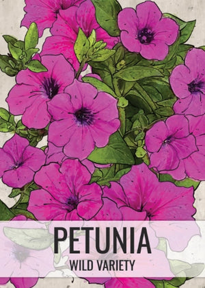 Wild Petunia Seeds For Planting (Petunia violacea)