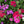 Annual Phlox Mixture (Phlox drummondii)