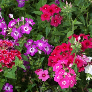 Annual Phlox Mixture (Phlox drummondii)