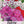 Annual Phlox Mixture (Phlox drummondii)
