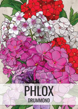 Annual Phlox Mixture (Phlox drummondii)