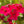 Red Drummond Phlox Seeds For Planting (Phlox Drummondii)