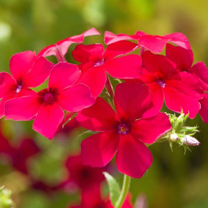 Red Drummond Phlox Seeds For Planting (Phlox Drummondii)