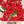 Red Drummond Phlox Seeds For Planting (Phlox Drummondii)