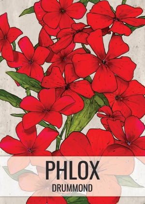 Red Drummond Phlox Seeds For Planting (Phlox Drummondii)