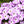 Mountain Phlox Seeds For Planting (Linanthus grandiflorus)