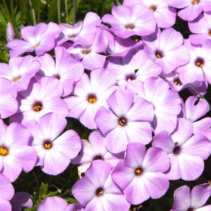 Mountain Phlox Seeds For Planting (Linanthus grandiflorus)