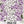 Mountain Phlox Seeds For Planting (Linanthus grandiflorus)