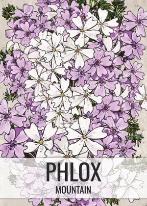 Mountain Phlox Seeds For Planting (Linanthus grandiflorus)