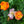Ballerina Blend California Poppy Seeds For Planting (Eschscholzia californica)