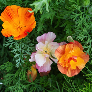 Ballerina Blend California Poppy Seeds For Planting (Eschscholzia californica)