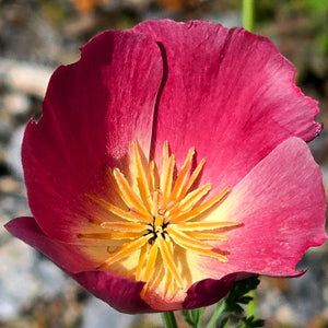 Carmine King California Poppy Seeds For Planting (Eschscholzia californica)