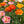 Mission Bells California Poppy Seeds For Planting (Eschscholzia californica)