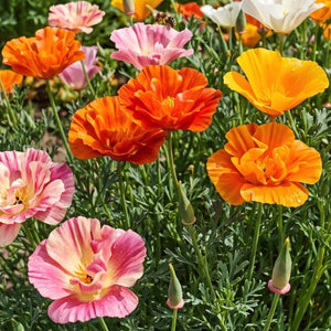 Mission Bells California Poppy Seeds For Planting (Eschscholzia californica)