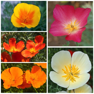 Mixed California Poppy Seeds For Planting (Eschscholzia californica)
