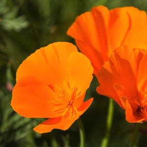 Orange California Poppy Seeds For Planting (Eschscholzia californica)