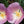 Purple Gleam California Poppy Seeds For Planting (Eschscholzia californica)
