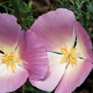 Purple Gleam California Poppy Seeds For Planting (Eschscholzia californica)