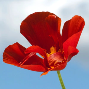 Red Chief California Poppy Seeds For Planting (Eschscholzia californica)