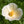 White Linen California Poppy Seeds For Planting (Eschscholzia californica)