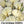 White Linen California Poppy Seeds For Planting (Eschscholzia californica)