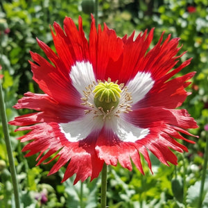 Danish Flag Poppy Seeds For Planting (Papaver somniferum)