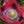 Hens and Chicks Poppy Seeds For Planting (Papaver somniferum)