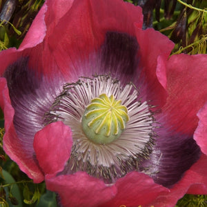 Hens and Chicks Poppy Seeds For Planting (Papaver somniferum)