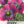 Hens and Chicks Poppy Seeds For Planting (Papaver somniferum)