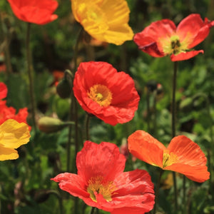 Iceland Poppy Seeds For Planting (Papaver nudicale)
