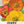 Iceland Poppy Seeds For Planting (Papaver nudicale)