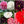 Antique Shades Peony Poppy Seeds For Planting (Papaver paeoniflorum)