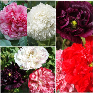 Antique Shades Peony Poppy Seeds For Planting (Papaver paeoniflorum)