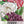 Antique Shades Peony Poppy Seeds For Planting (Papaver paeoniflorum)