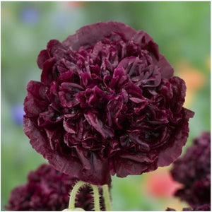 Black Peony Poppy Seeds For Planting (Papaver paeoniflorum)