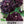 Black Peony Poppy Seeds For Planting (Papaver paeoniflorum)