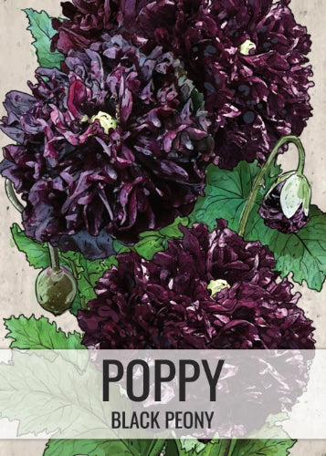 Black Peony Poppy Seeds For Planting (Papaver paeoniflorum)
