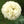 Cream Peony Poppy Seeds For Planting (Papaver paeoniflorum)