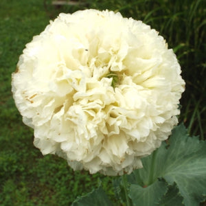 Cream Peony Poppy Seeds For Planting (Papaver paeoniflorum)