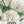 Cream Peony Poppy Seeds For Planting (Papaver paeoniflorum)