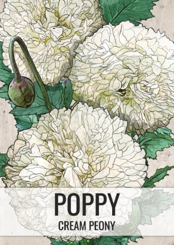 Cream Peony Poppy Seeds For Planting (Papaver paeoniflorum)