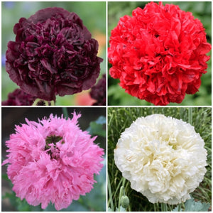 Double Blend Peony Poppy Seeds For Planting (Papaver paeoniflorum)
