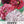 Double Blend Peony Poppy Seeds For Planting (Papaver paeoniflorum)