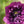 Purple Peony Poppy Seeds For Planting (Papaver paeoniflorum)