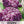 Purple Peony Poppy Seeds For Planting (Papaver paeoniflorum)