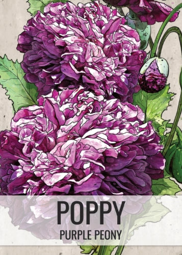 Purple Peony Poppy Seeds For Planting (Papaver paeoniflorum)